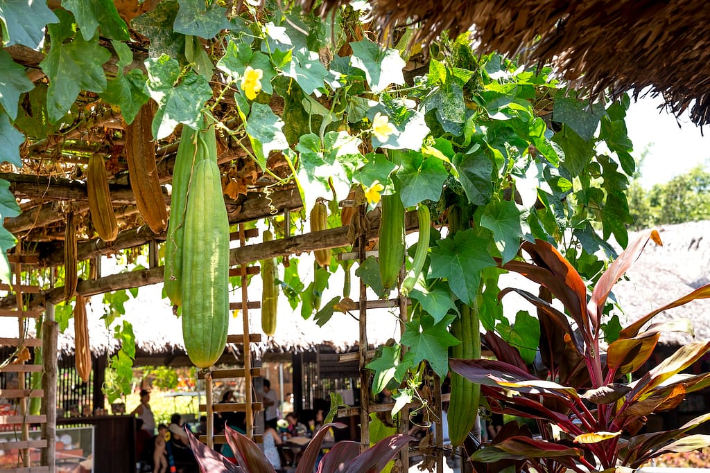 luffa vegetables hanging from trellis at cafe.