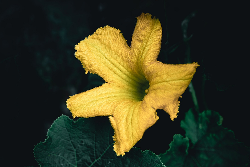 a yellow loofah flower with green leaves in the background