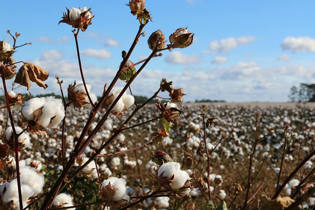 field of organic cotton, a more sustainable fashion alternative, utilizing less water