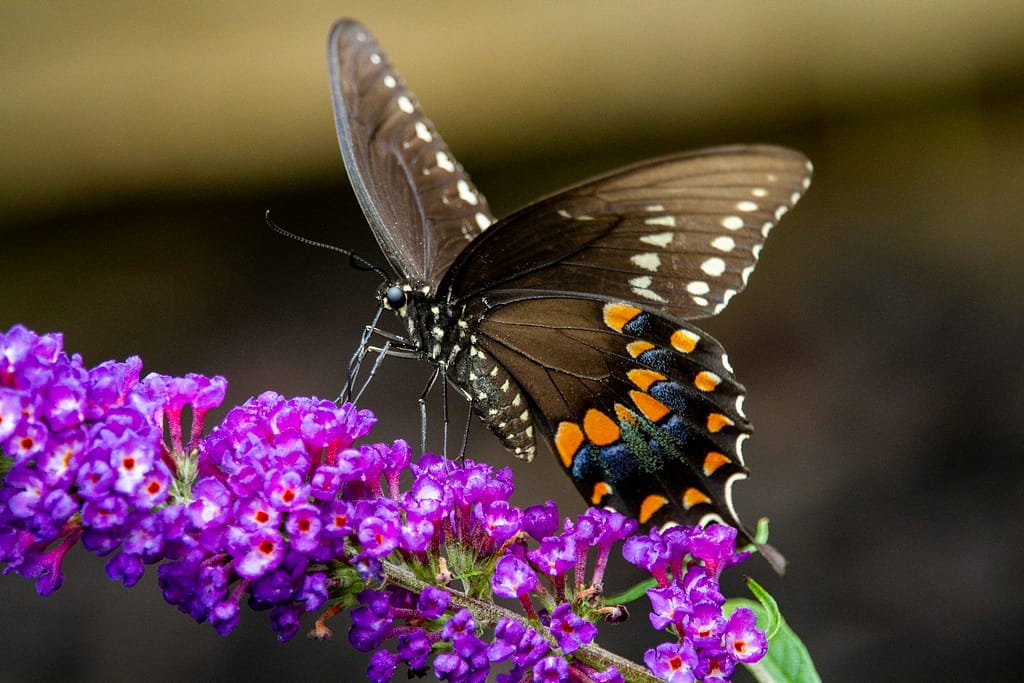 black and white butterfly perched on purple flower in close up photography during daytime dreaming of backyard nature