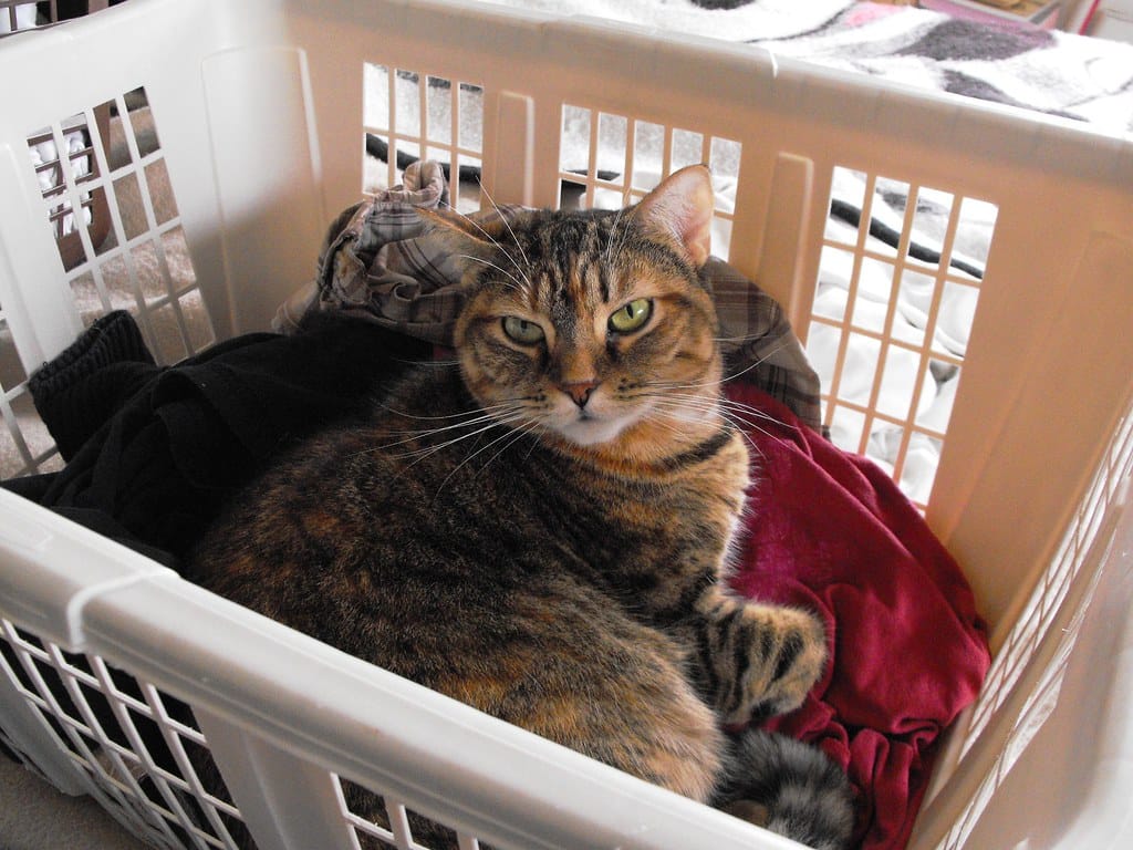 Cat in basket of clean clothes just washed with natural fabric softener.