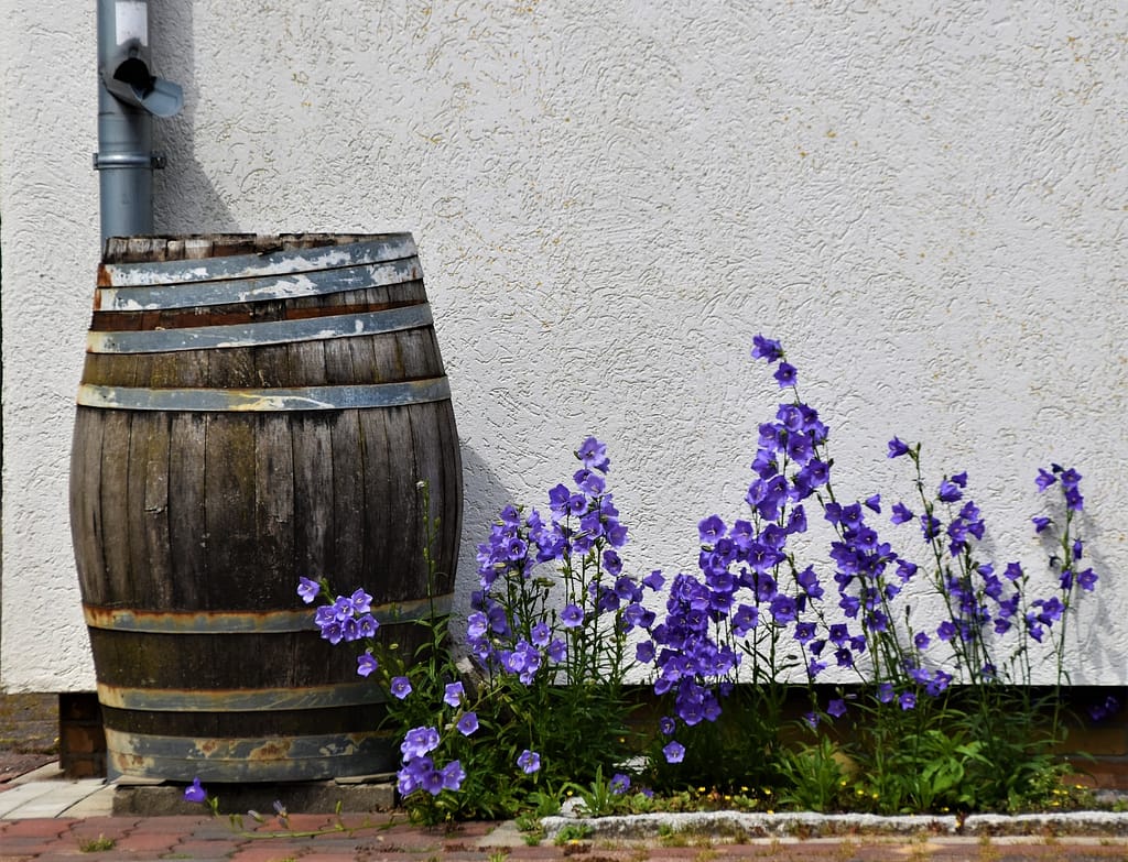 purple flowers on brown wooden rain barrel
