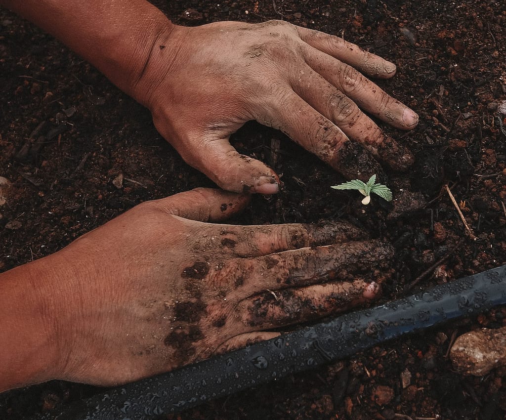 person planting a small seedling in garden soil with the help of his garden plan