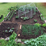 No Dig Home Garden. Fresh Vegetables