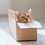 a cat peeking out of a cardboard box