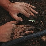 person planting tiny green seedling as they start gardening sustainably