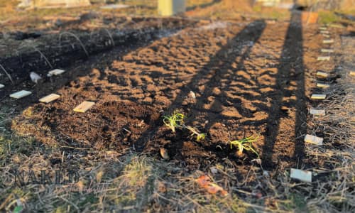 photo of garden (soil) after planting potatoes with sunset creating long shadows