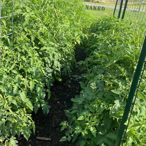 eco friendly no-dig garden producing luscious tomatoes in summer