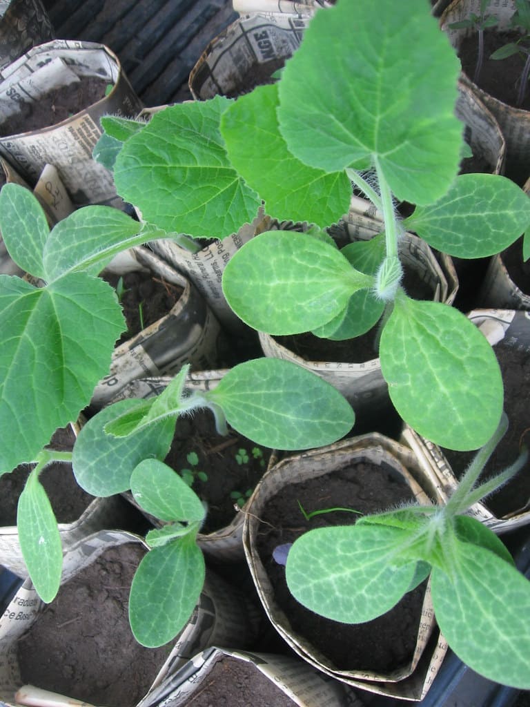 loofah seedlings