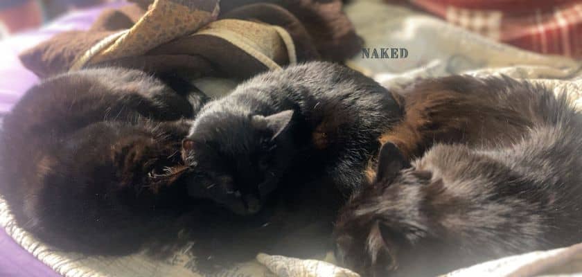 introduction to the Naked Sustainability family with three black cats lying on the bed